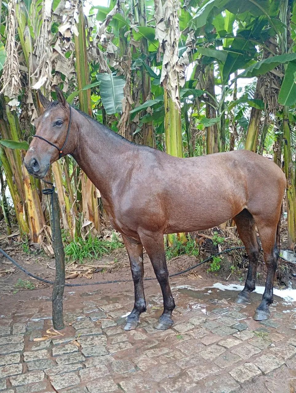 Cavalo de esquerda 
