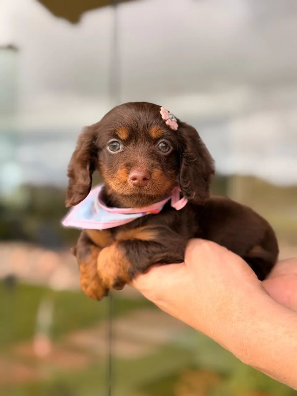 Dachshund Pelo Longo  - Foto 2
