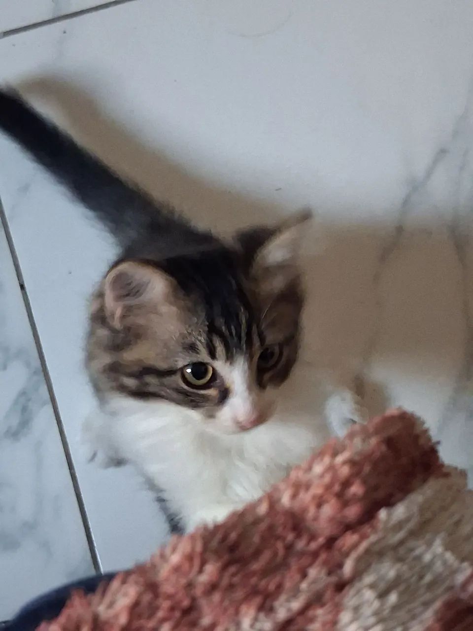 Doa-se gatinha  - Foto 2