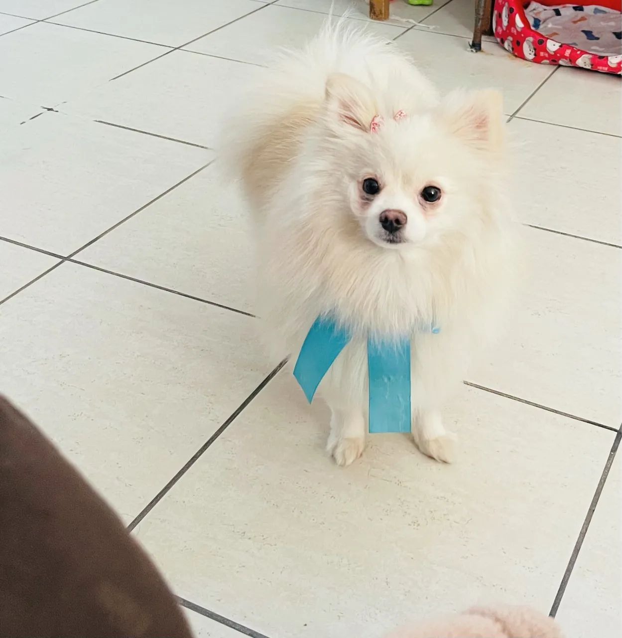 Spitz alemão fêmea - Foto 2