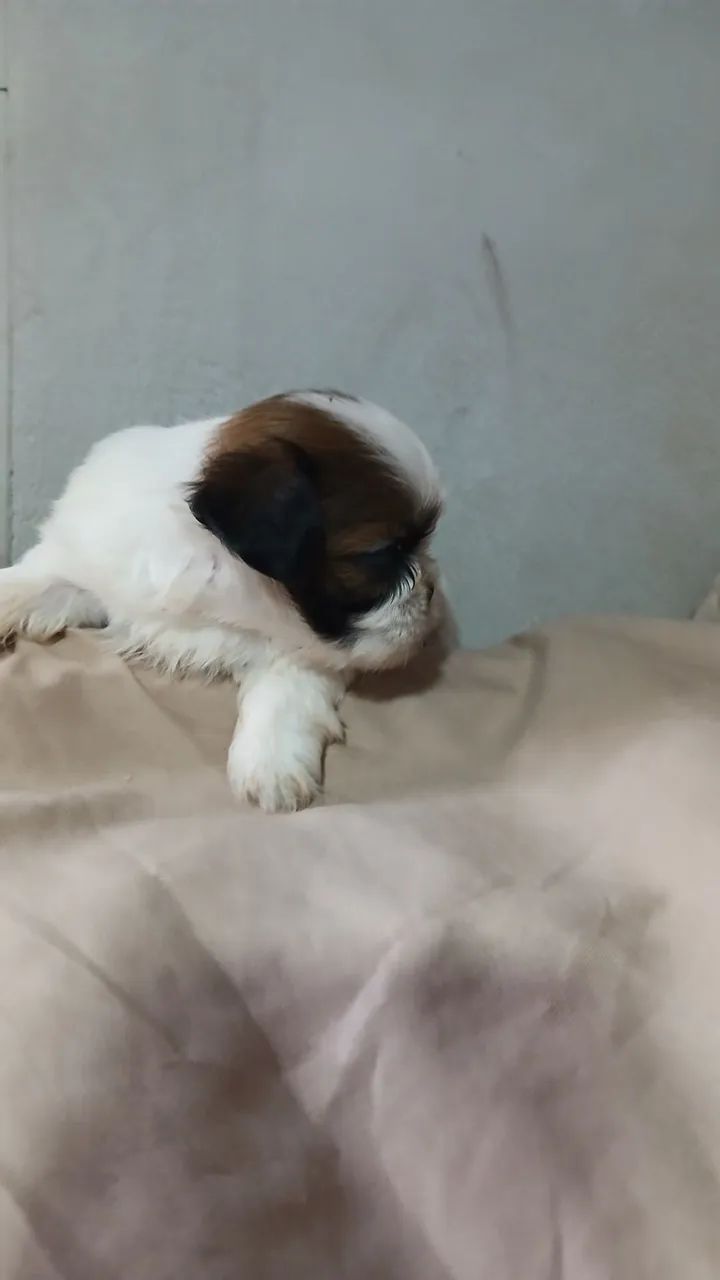 Shihtzu macho - Foto 2