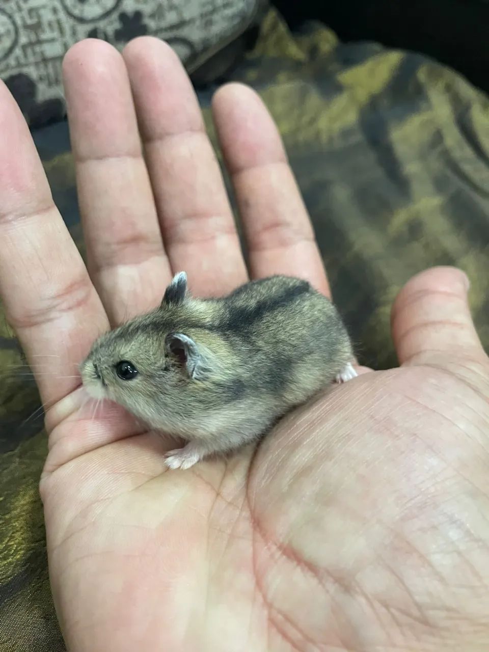 Hamster anão russo/ chinês  - Foto 6