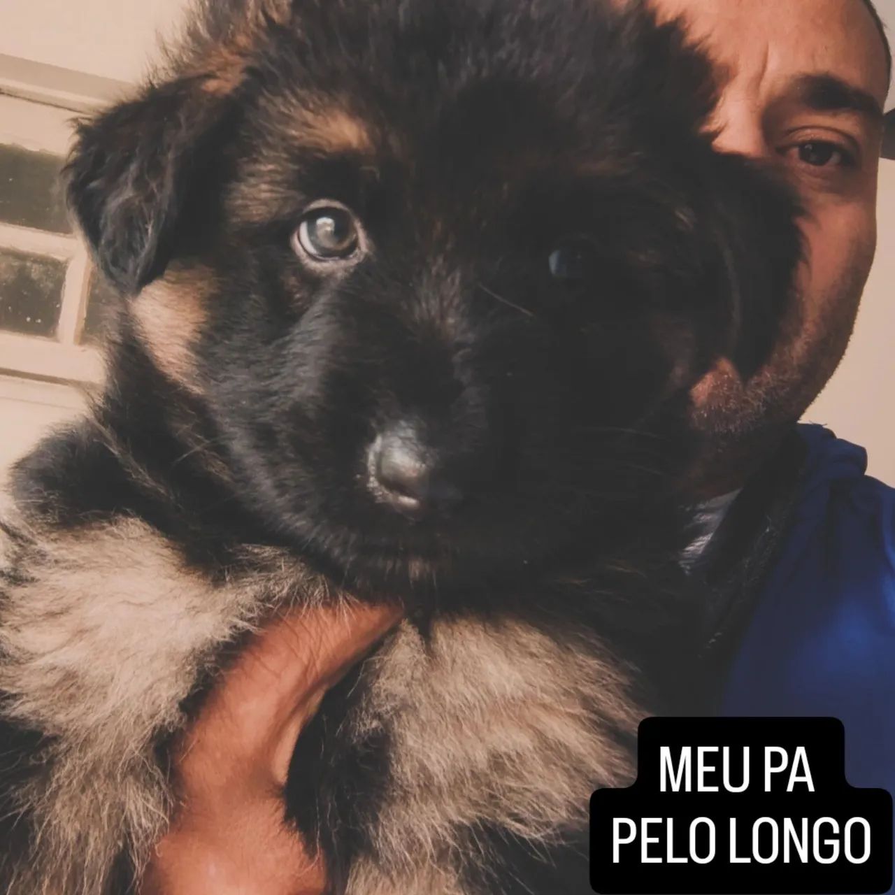 Cachorros - Foto 2