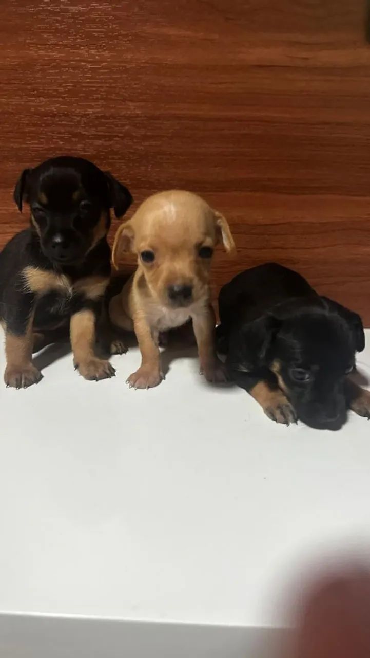 Pinscher  - Foto 4