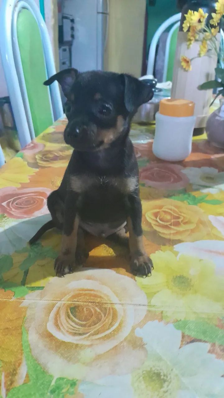 Cachorro pinscher número 1