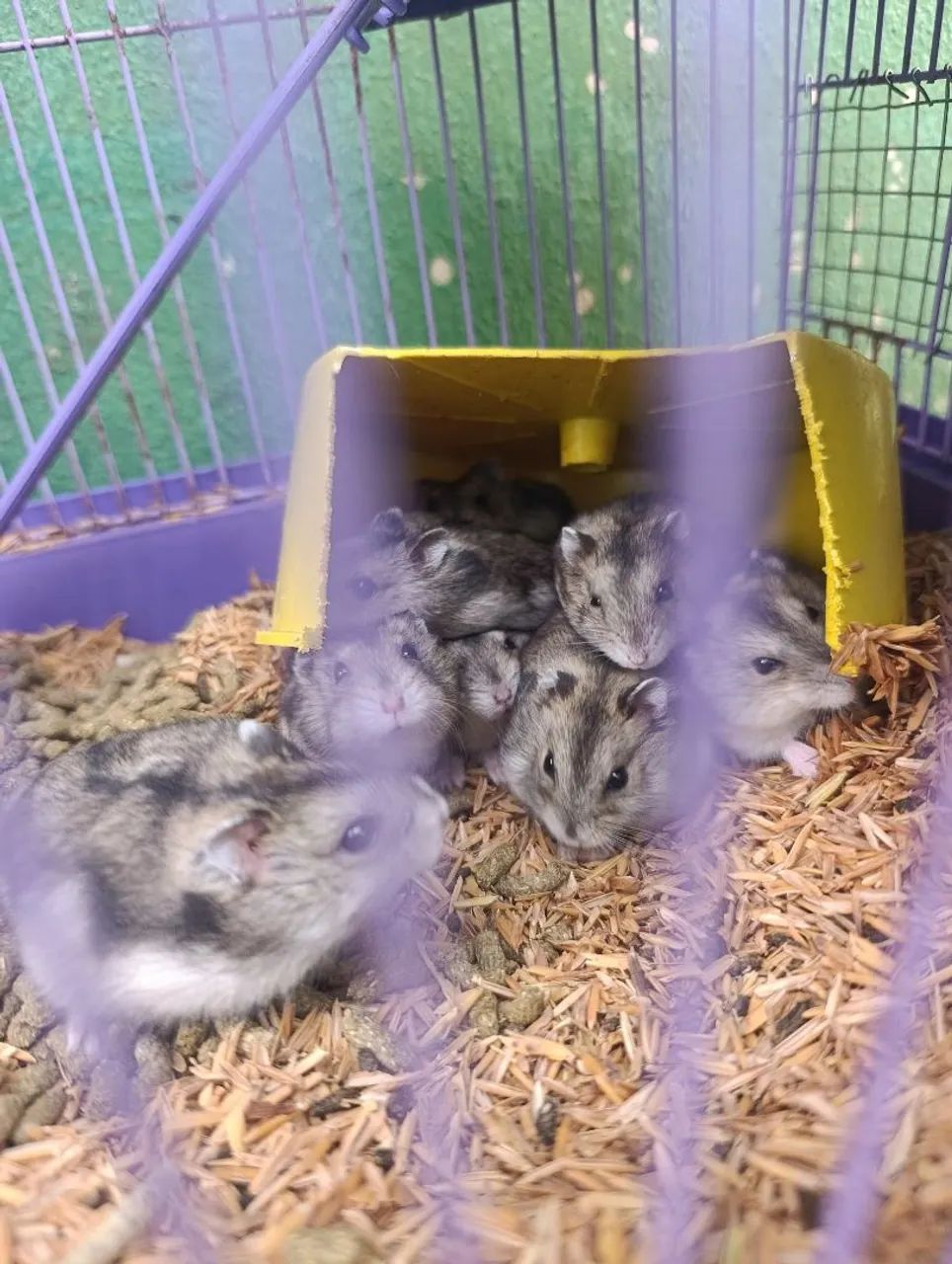 Hamster Anão Russo  - Foto 4