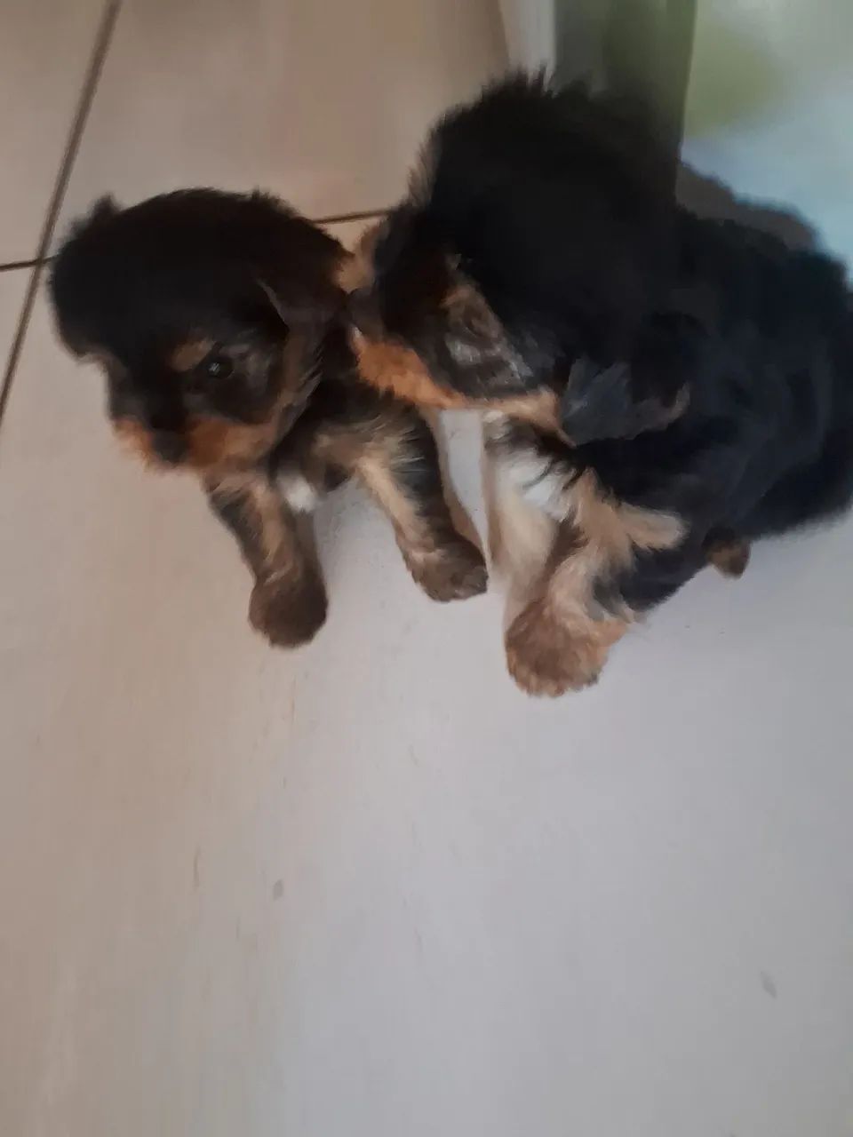 Cachorro  - Foto 3
