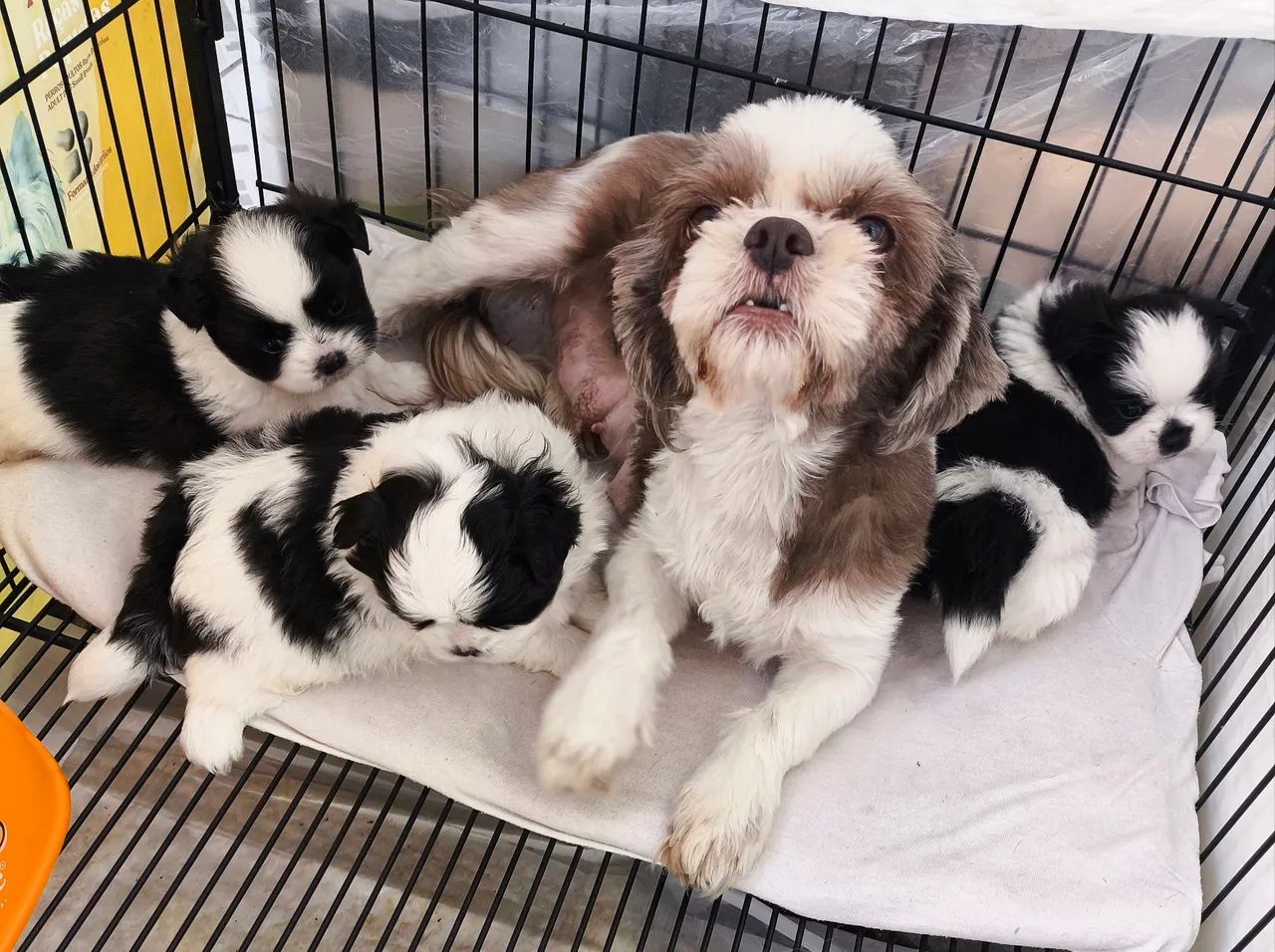 Shih-tzu macho  - Foto 3
