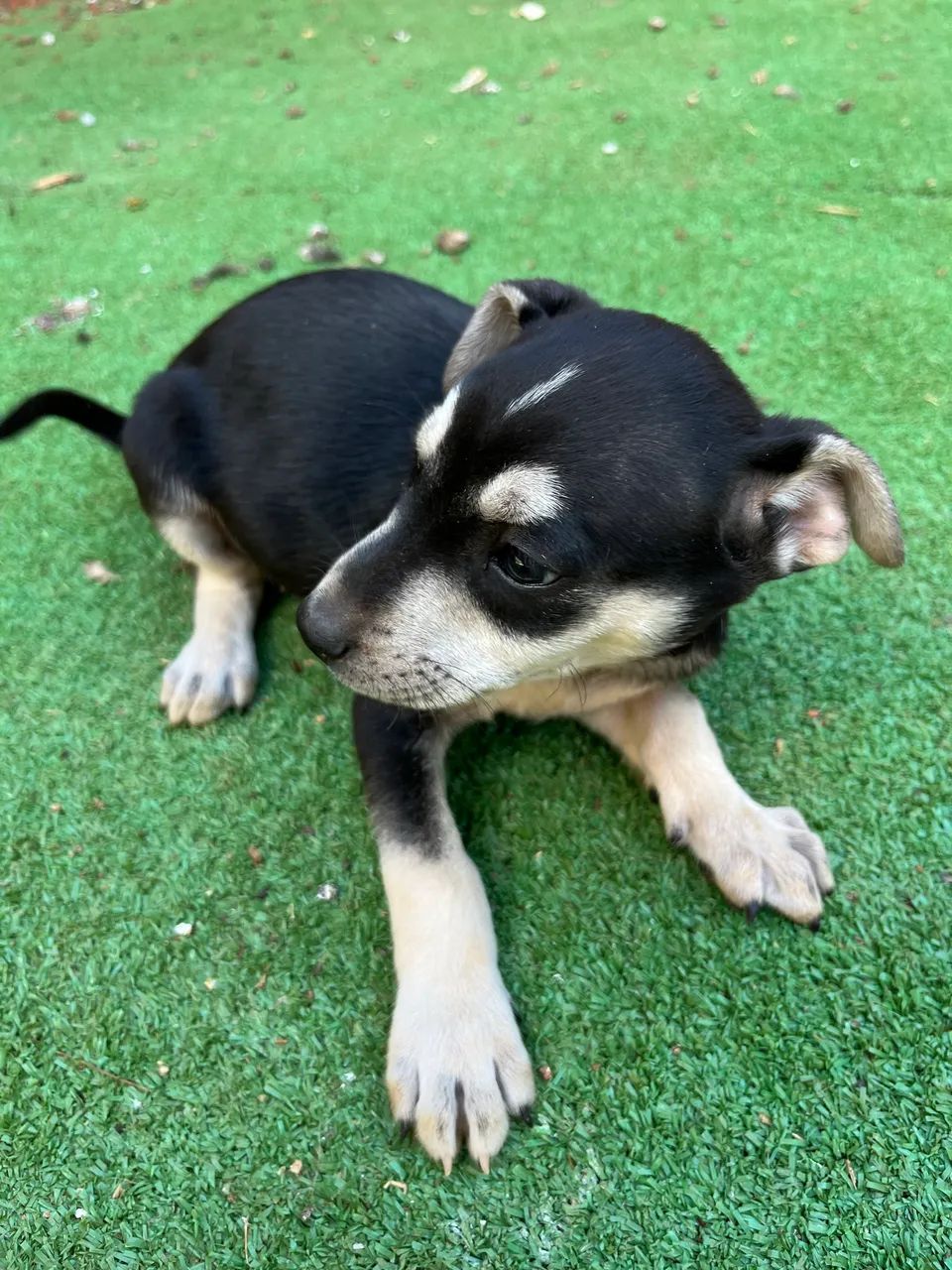Doação de cães filhotes  - Foto 2