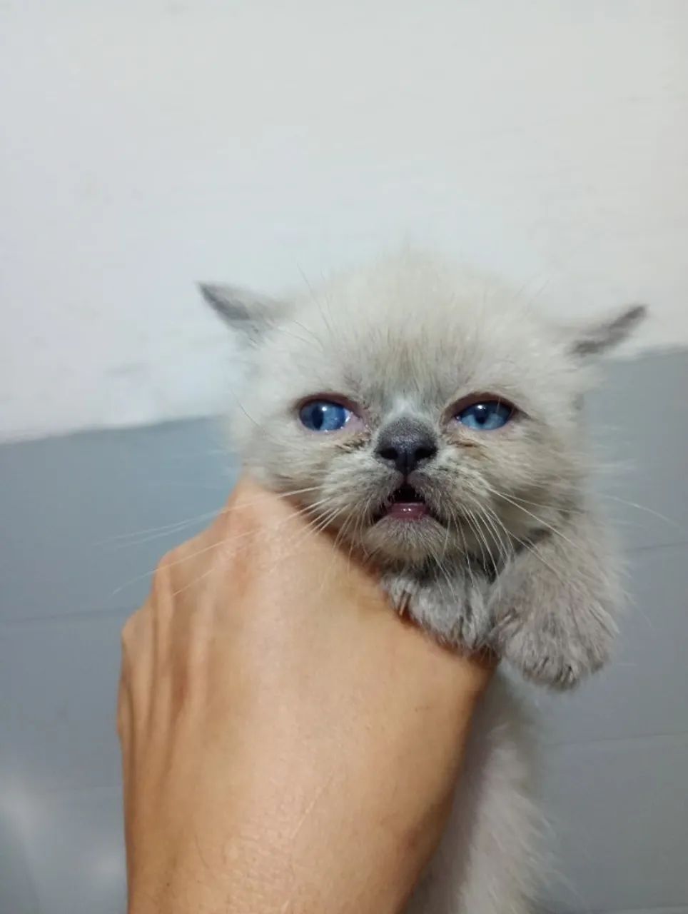 Gato persa macho cinza com creme.  - Foto 5