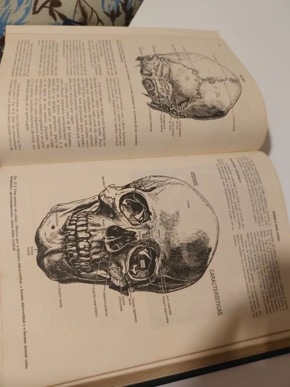 Anatomia Gardner Gray (completo) - Foto 5