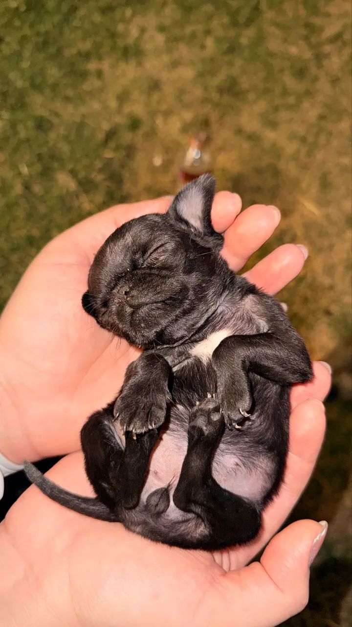Filhote de Pug  - Foto 5