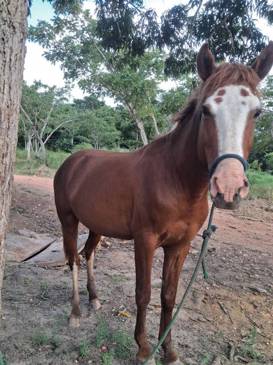 Cavalo mestiço de manga larga machador  - Foto 4