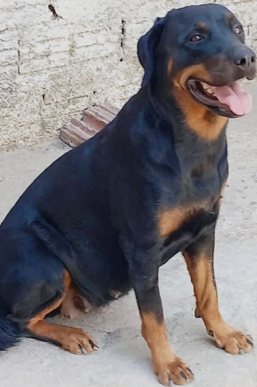 Filhotes de Rottweiler - Cachorros - Ceará-Mirim 1492849040 | OLX