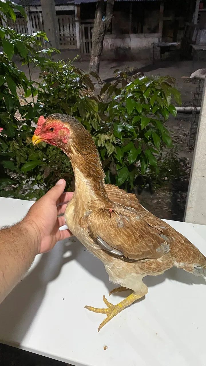 Galinha carioca  - Foto 2