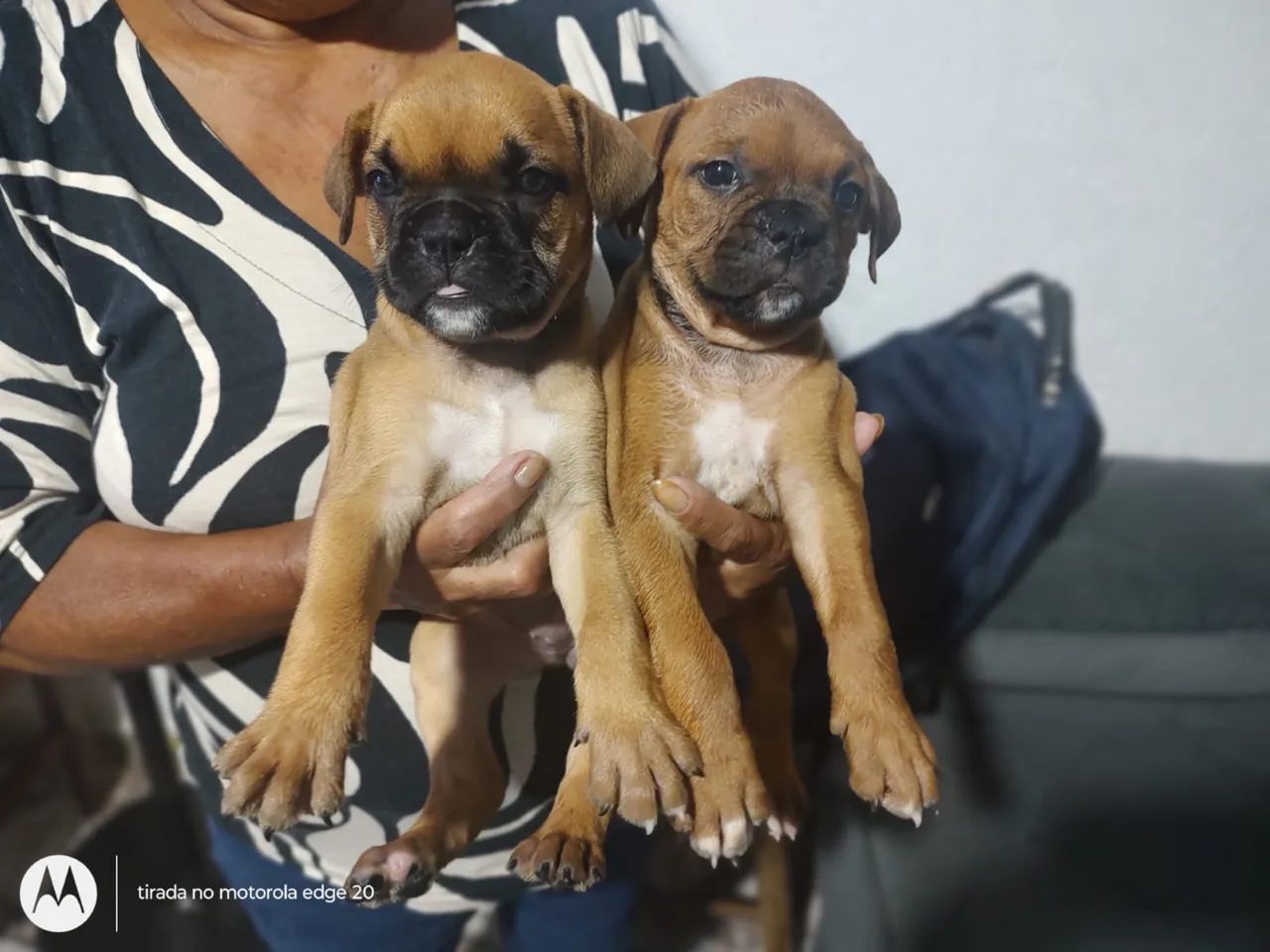 Boxer disponível hoje 