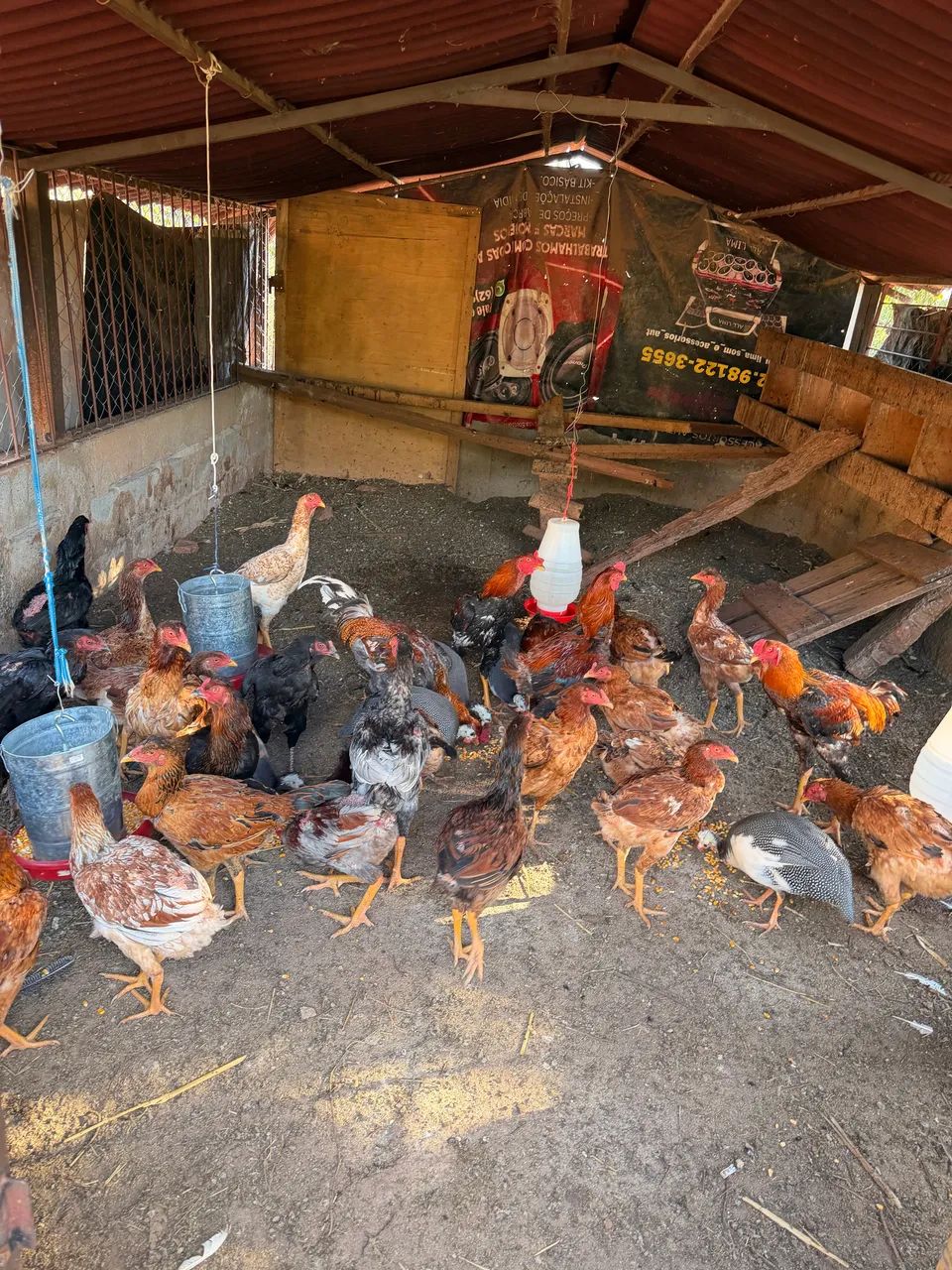 Frango caipira milho e pasto - Foto 3