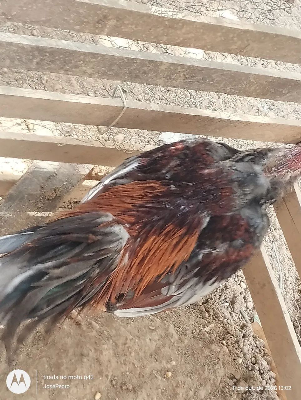 Vendo galo carioca  - Foto 3