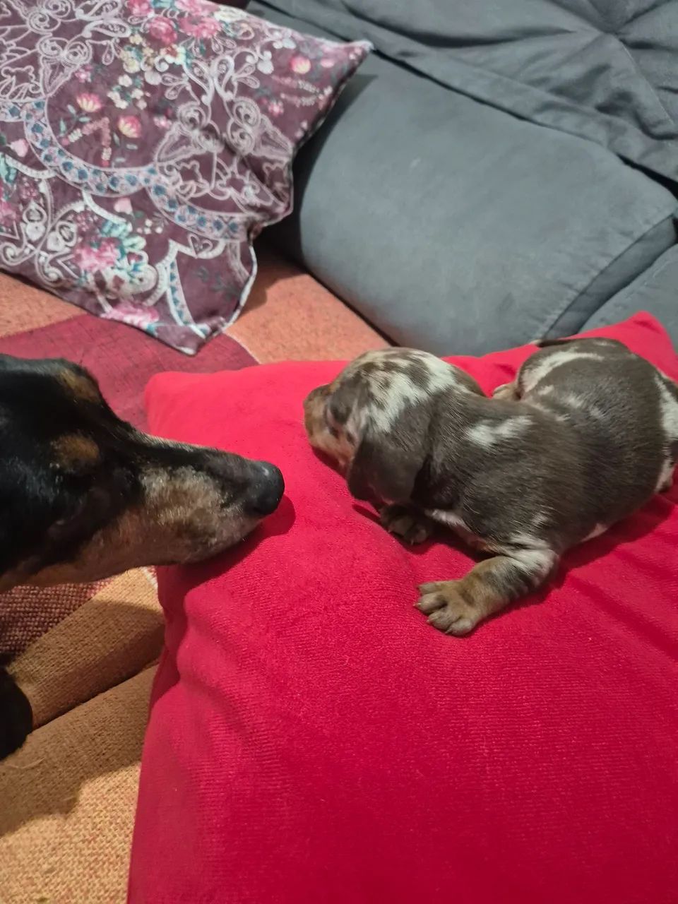 Dachshund pra reserva. - Foto 3