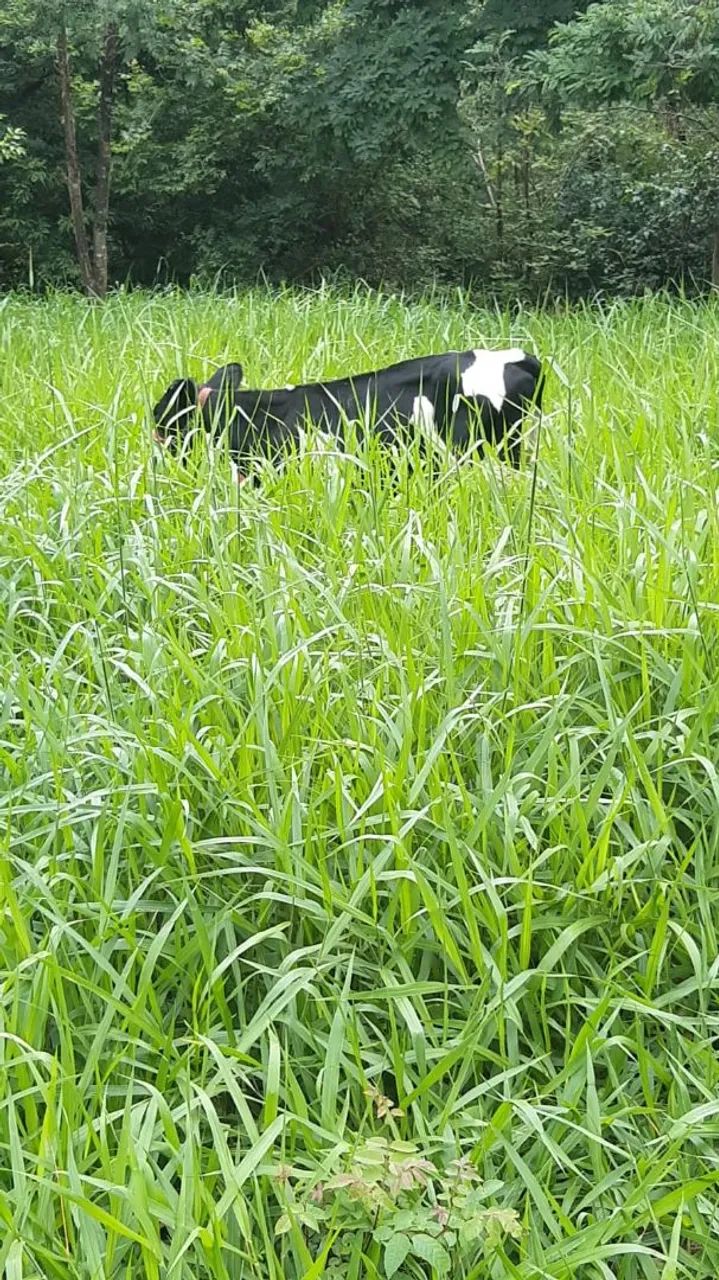 Fazenda DF Planaltina/Sobradinho  - Foto 5