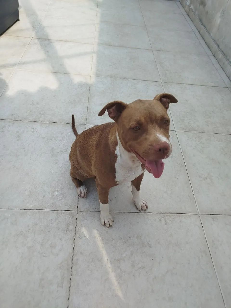 Pet - Foto 5