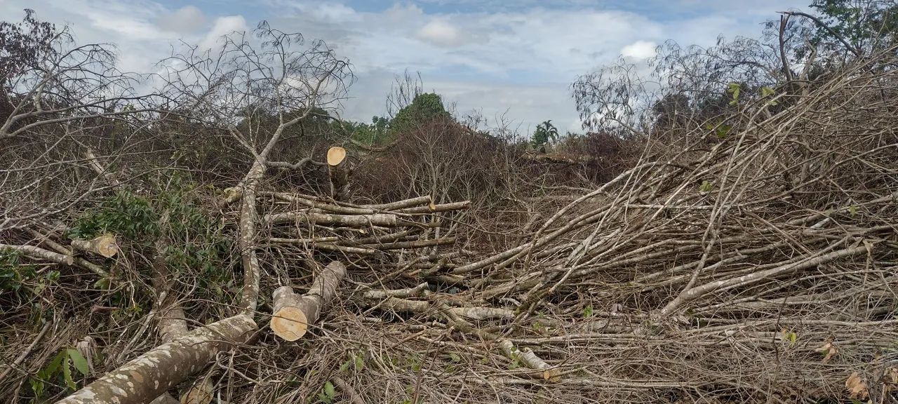  Corte, poda e retirada  de Árvores e vegetais em geral . - Foto 4