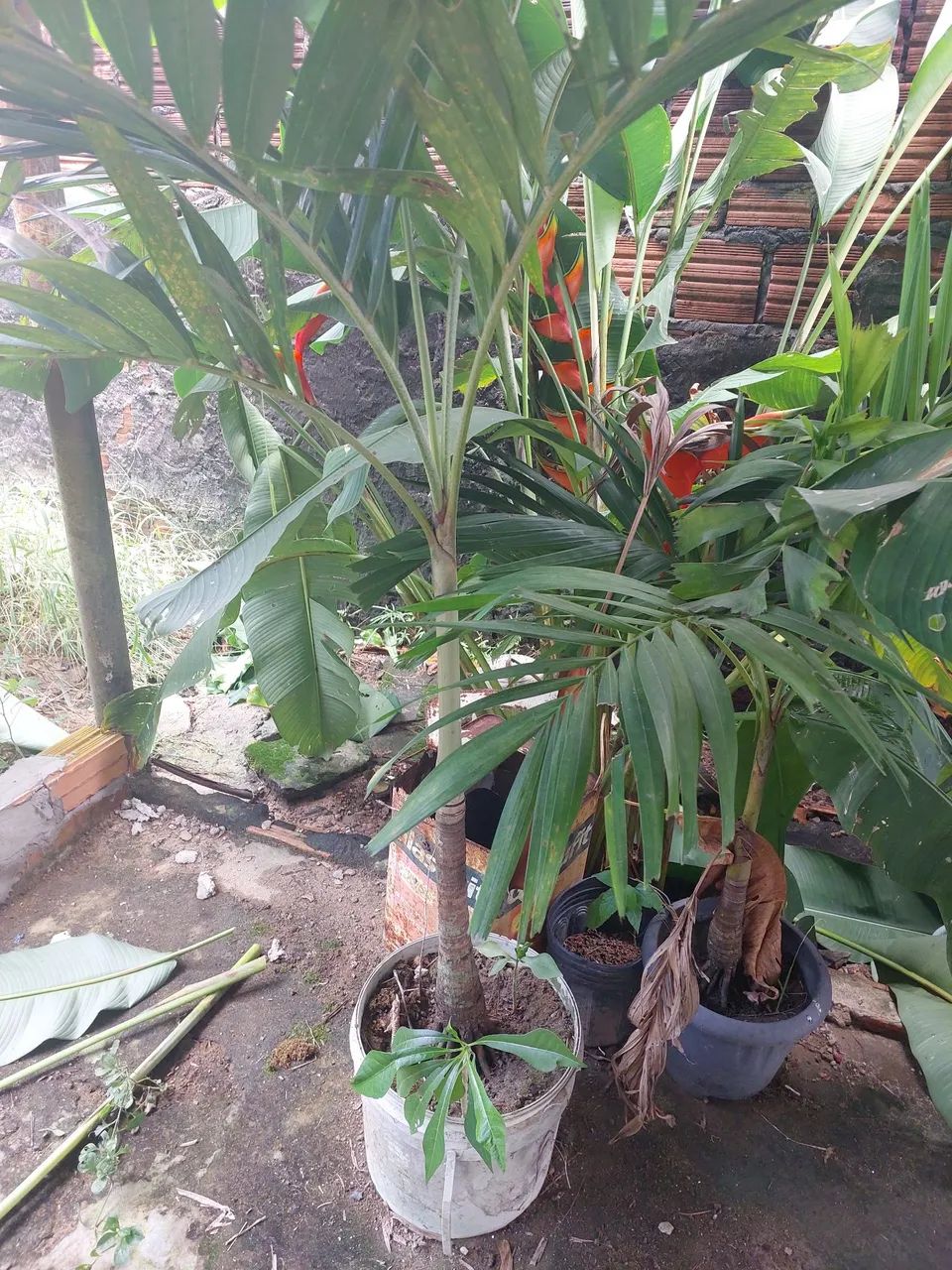 Mini palmeira 