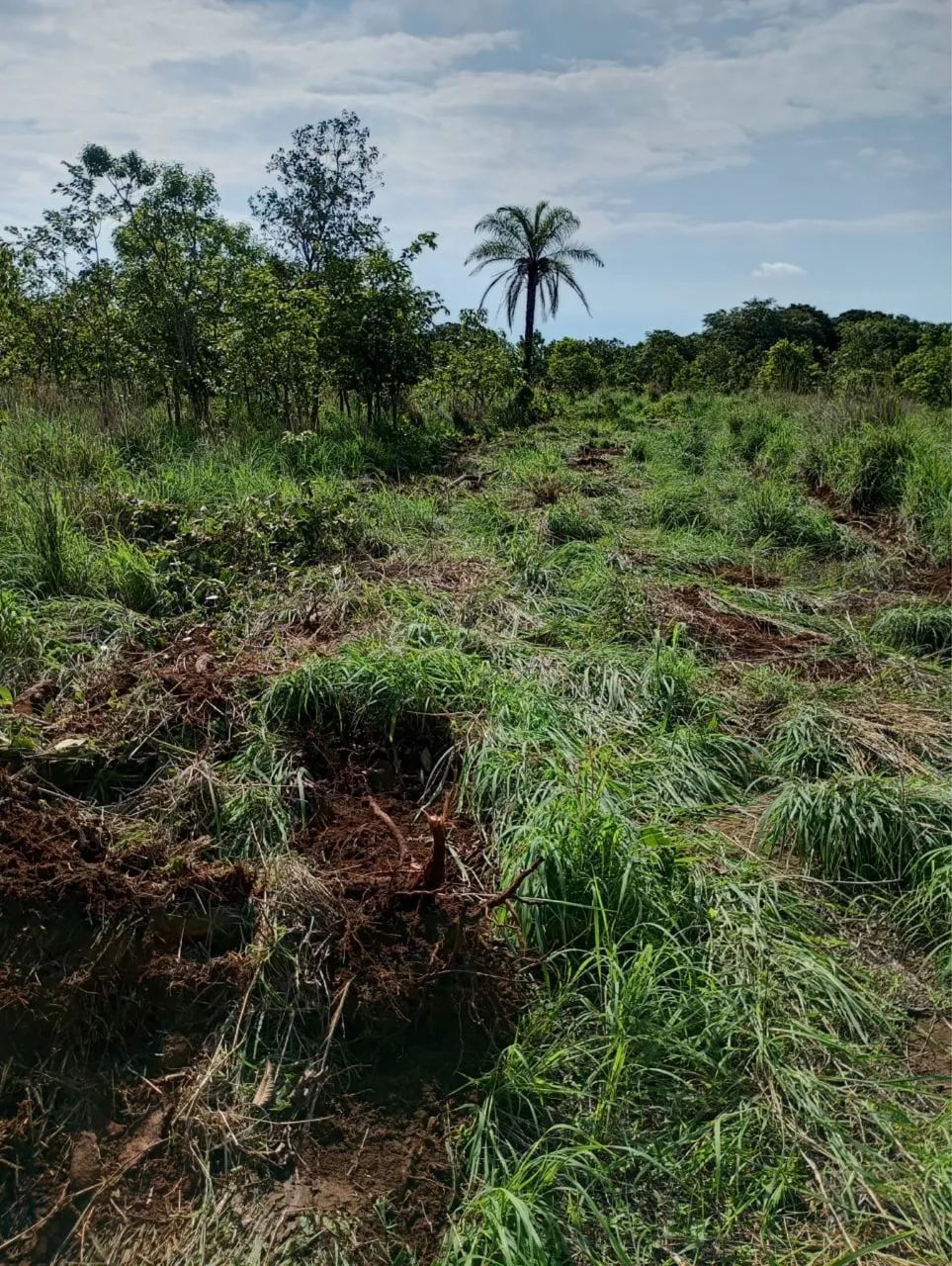 Implemento de limpar pasto. - Foto 4