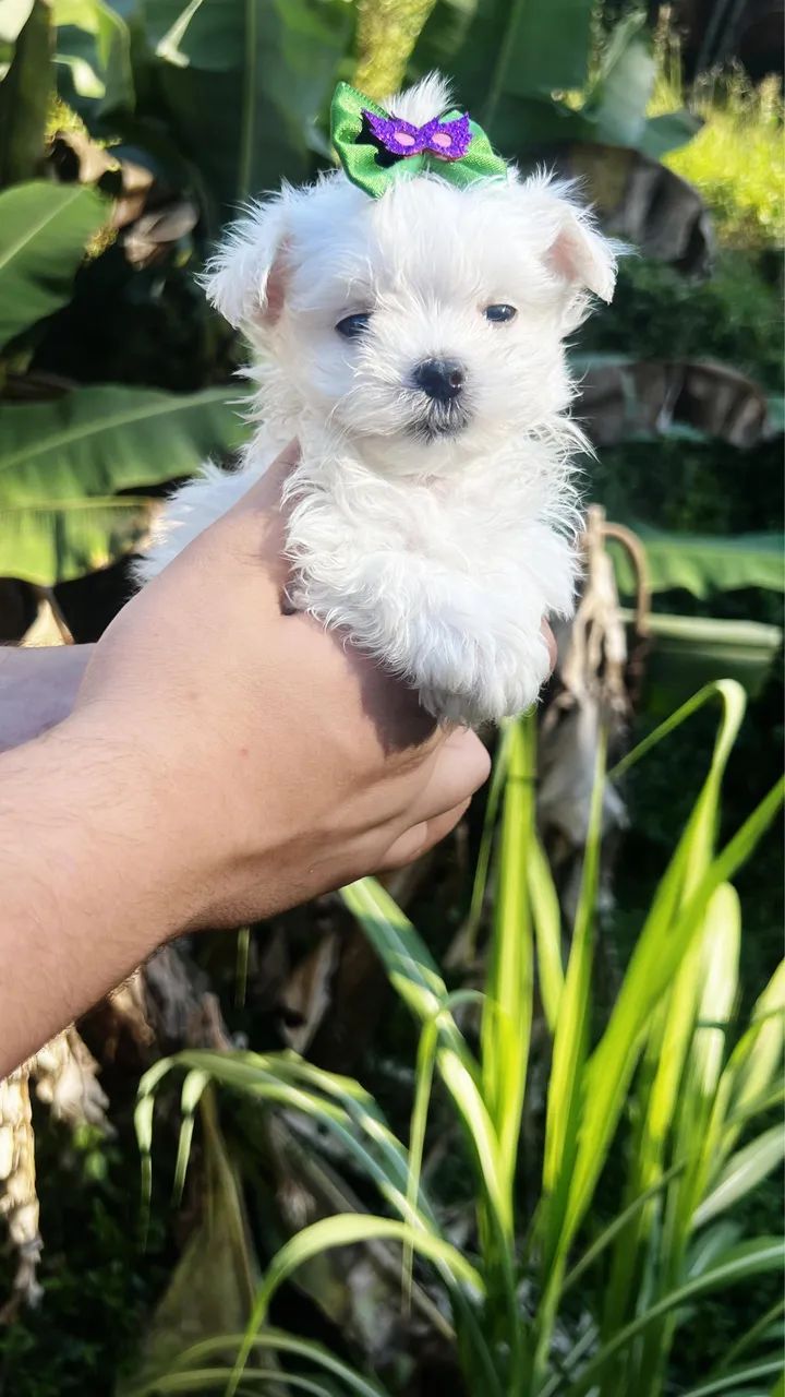 Maltês  - Foto 3