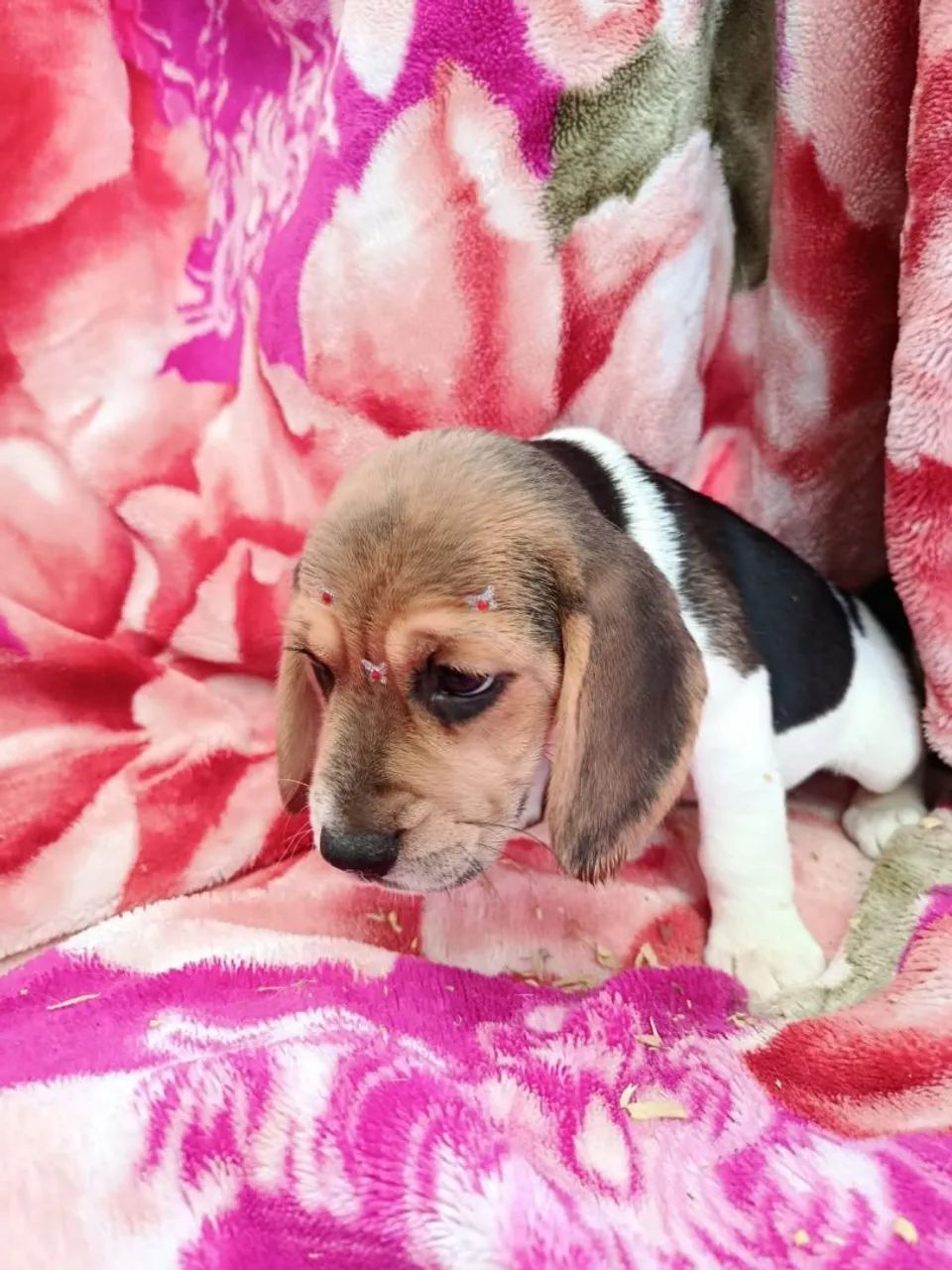 Filhote de beagle  - Foto 2