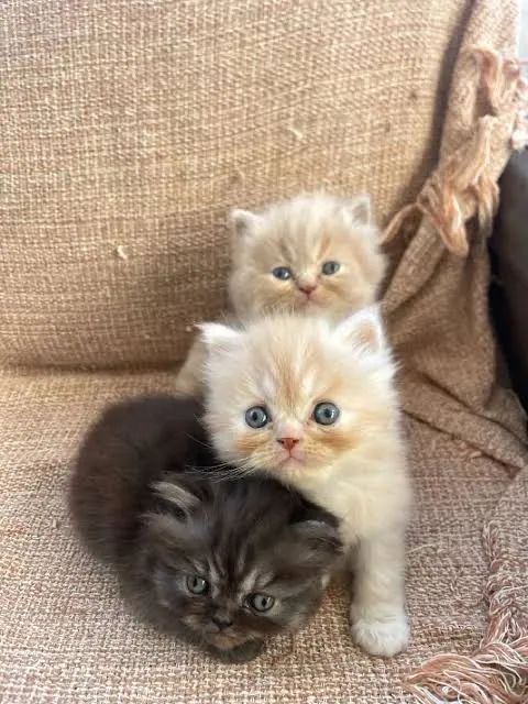 Persa Lindas Cores e Suporte pós venda  - Foto 3