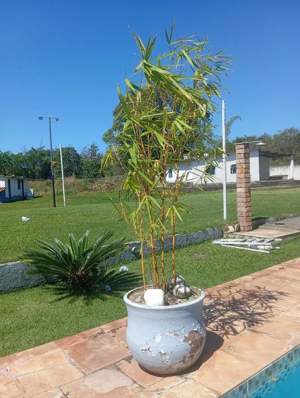 Muda de bambu 