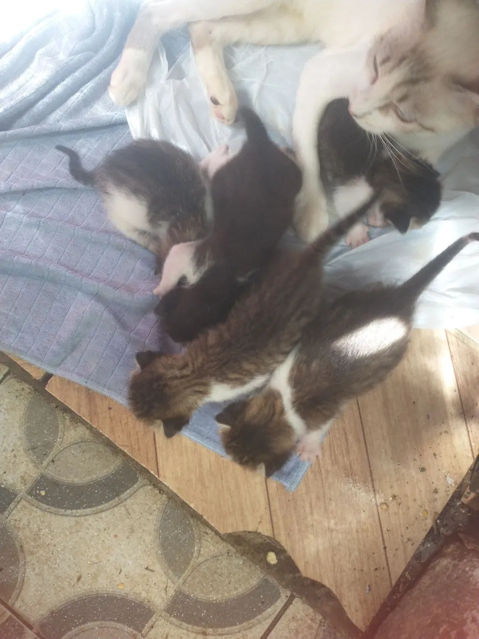 Doação de gato  - Foto 5
