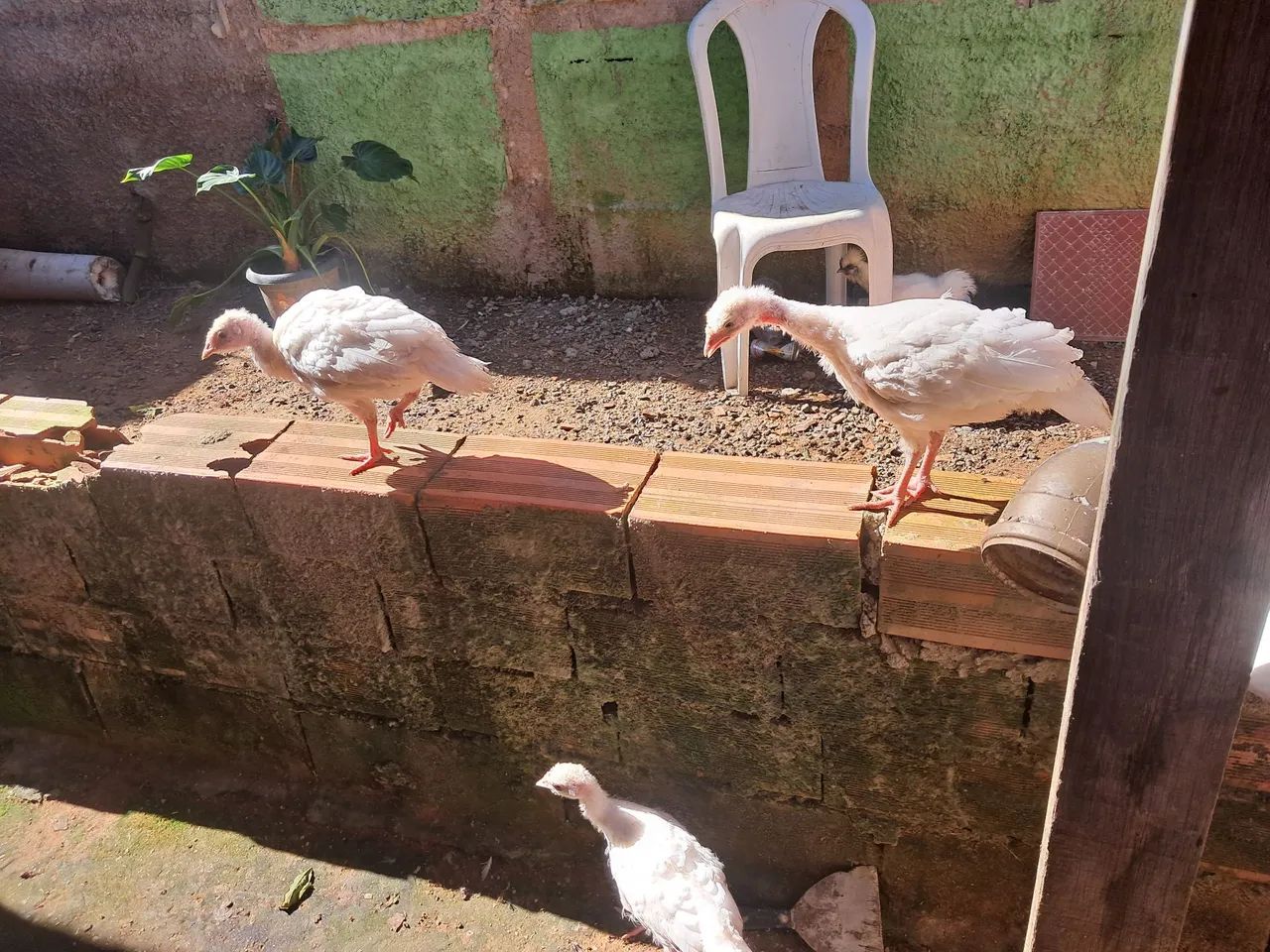 Perú 