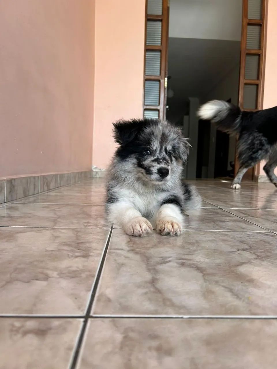 Border Collie  - Foto 3