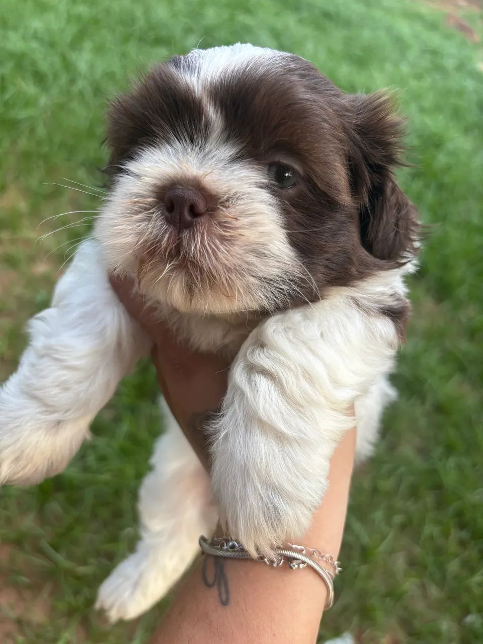 Shih Tzu Branco e chocolate  - Foto 3