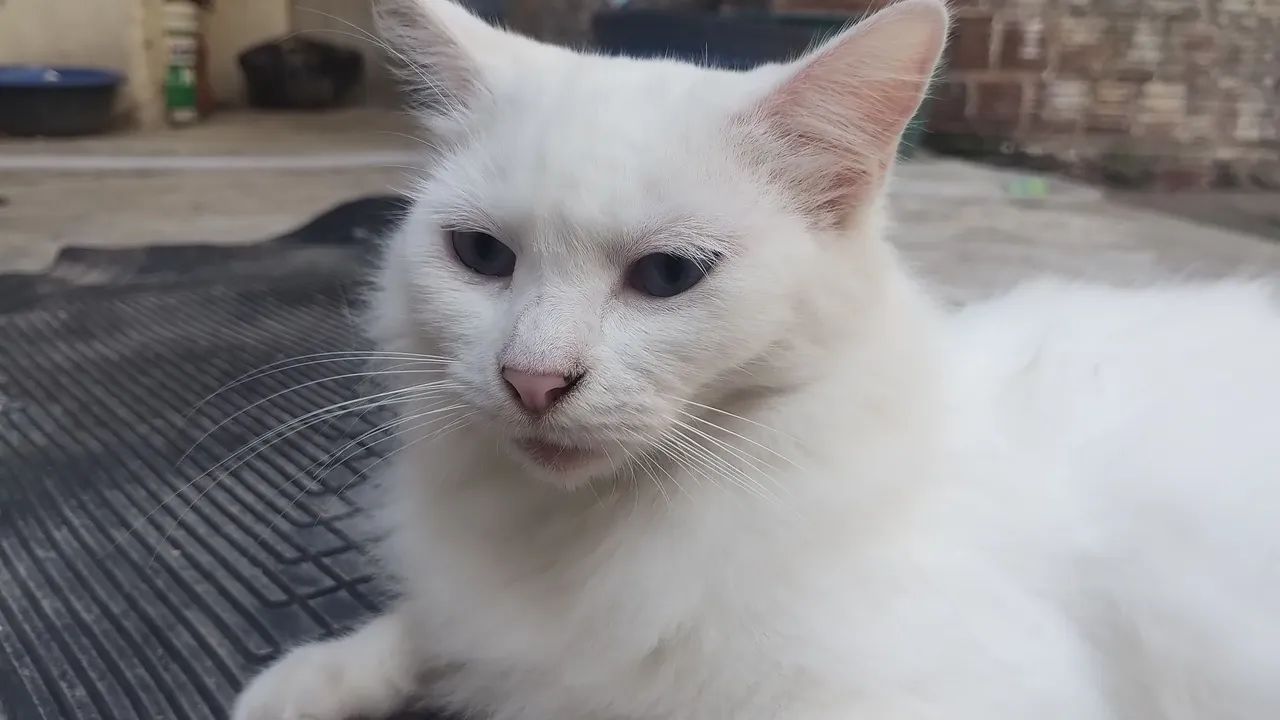 GATINHA ADULTA CASTRADA PARA ADOÇÃO 