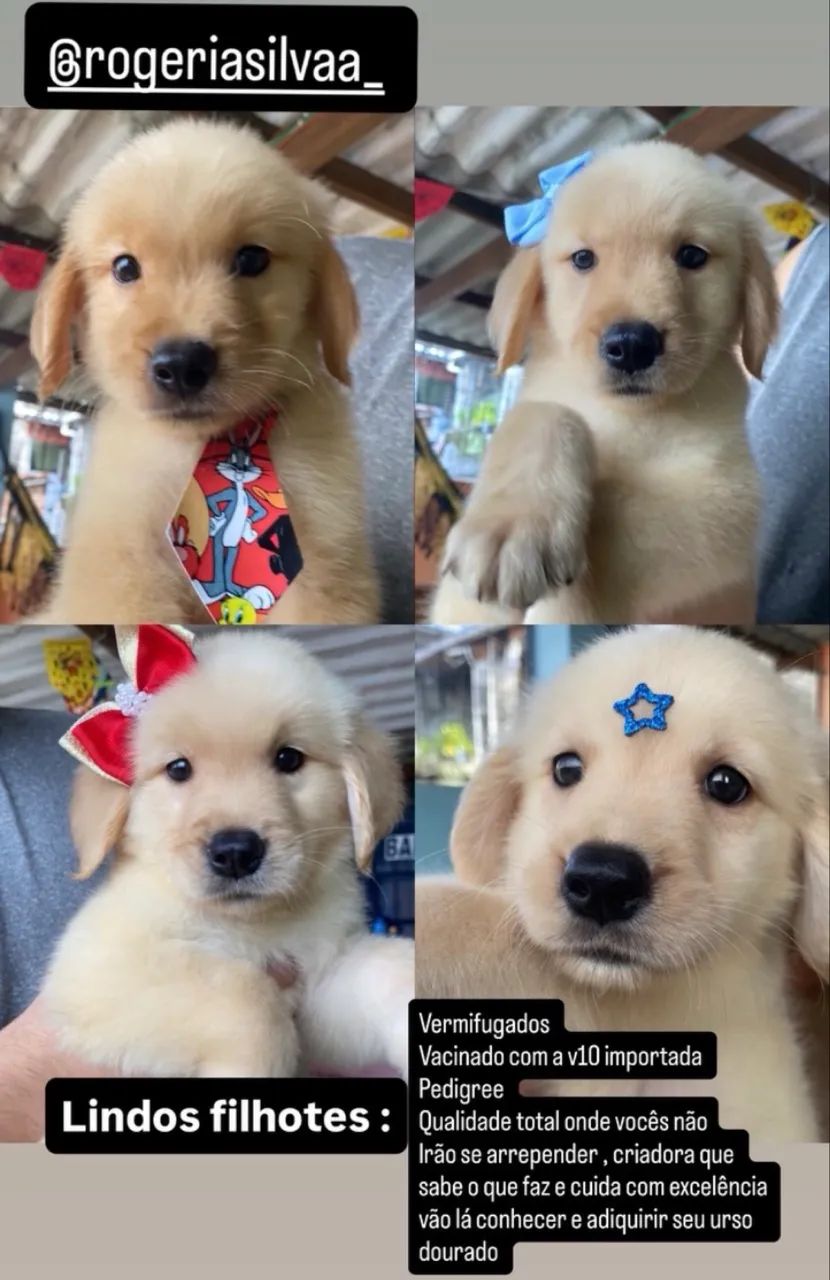 Golden retriever 