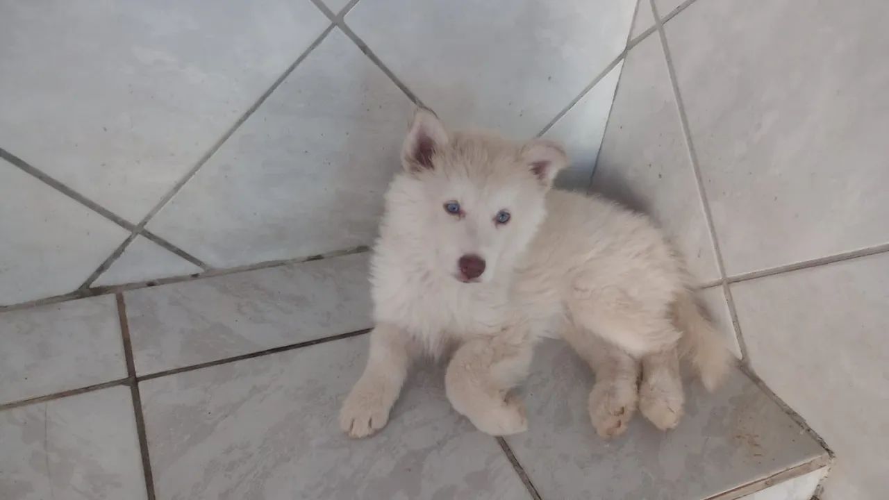 Cachorro Husky siberiano  - Foto 2