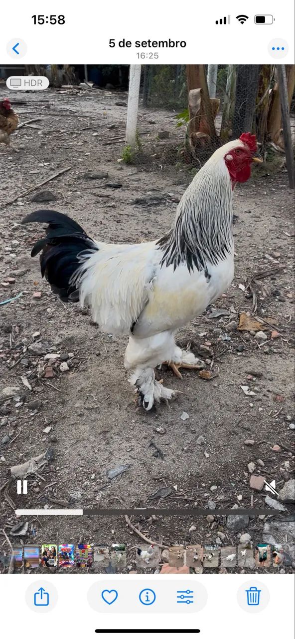 Galinha Brahma - Foto 4
