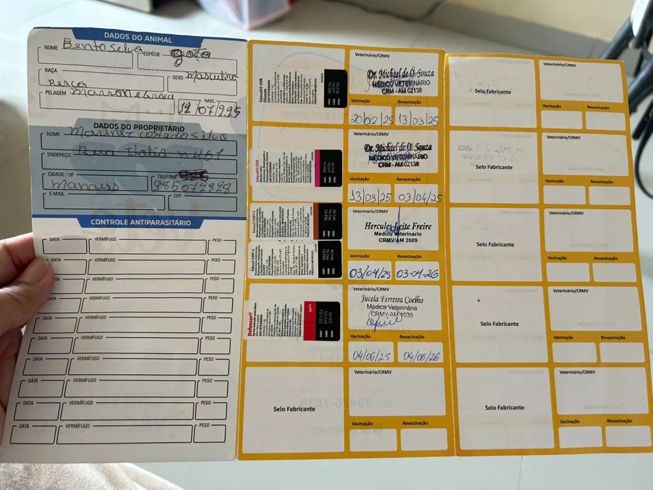 Vende se um gato persa - Foto 3