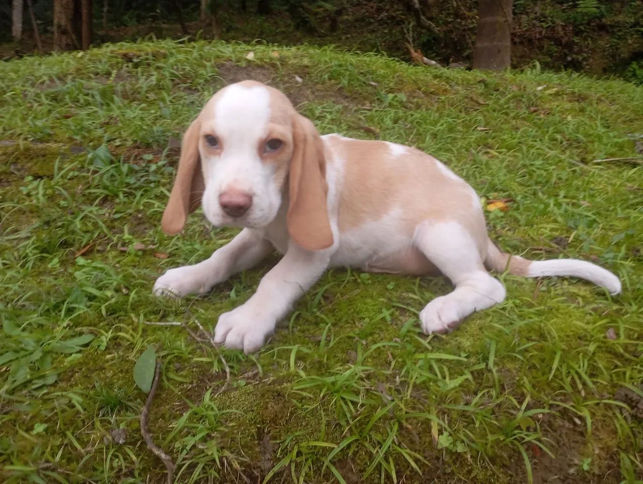 Beagle machinhos com todas vacinas - Foto 3