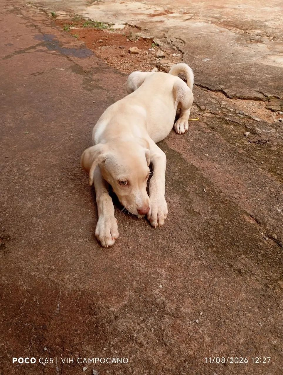 Adoção  - Foto 3