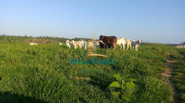 Fazenda á 80KM de Eunápolis - Foto 16