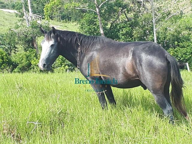 Fazenda á 15KM da balsa de Santo André - Foto 9