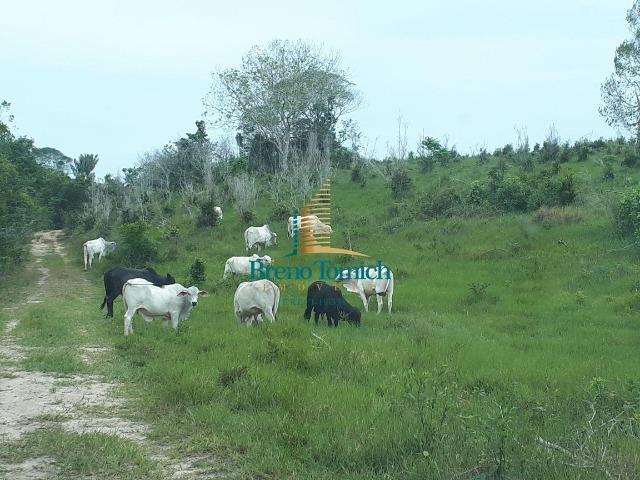Fazenda á 15KM da balsa de Santo André - Foto 15