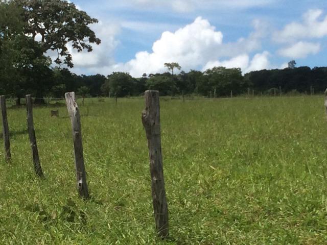 Fazenda 70 alqueires em Anicuns muito boa!!! - Foto 3