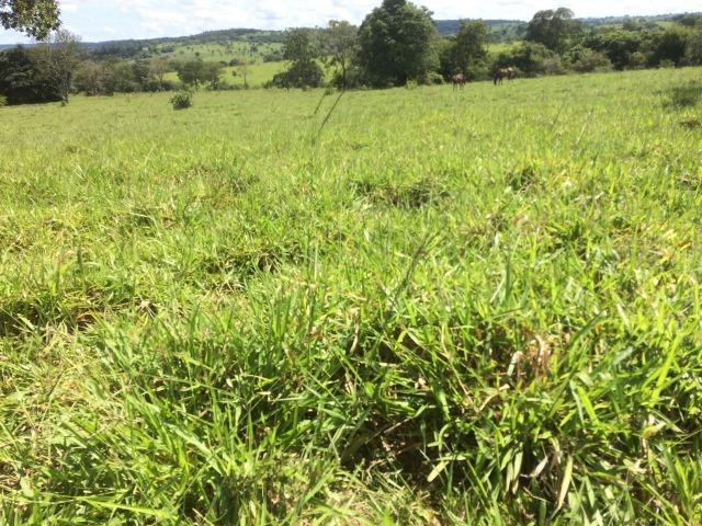 Fazenda 70 alqueires em Anicuns muito boa!!! - Foto 18