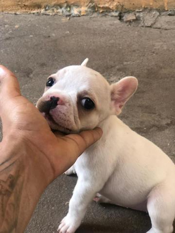 Buldogue fêmea