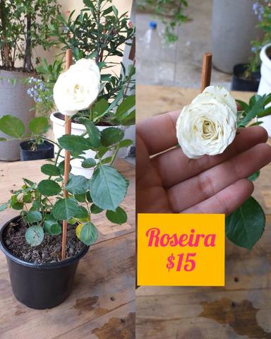 Plantas ornamentais e rosas do deserto - Foto 5
